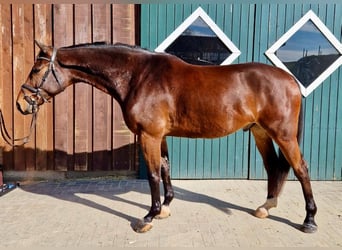 Koń oldenburski, Wałach, 5 lat, 170 cm, Gniada