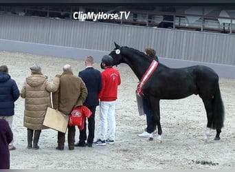 Koń oldenburski, Wałach, 5 lat, 170 cm, Kara