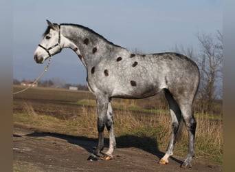 Koń oldenburski, Wałach, 5 lat, 170 cm, Siwa