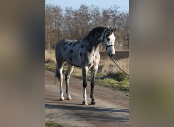 Koń oldenburski, Wałach, 5 lat, 170 cm, Siwa