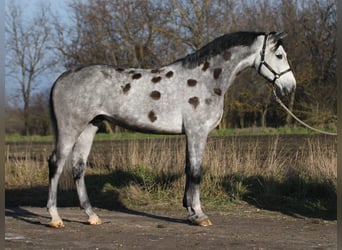 Koń oldenburski, Wałach, 5 lat, 170 cm, Siwa