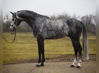 Koń oldenburski, Wałach, 5 lat, 171 cm, Siwa