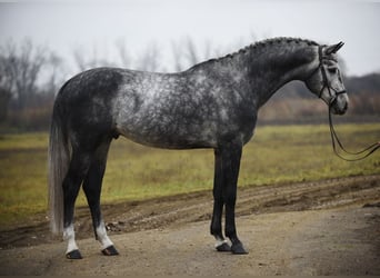 Koń oldenburski, Wałach, 5 lat, 171 cm, Siwa