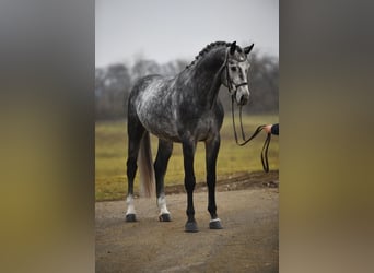 Koń oldenburski, Wałach, 5 lat, 171 cm, Siwa