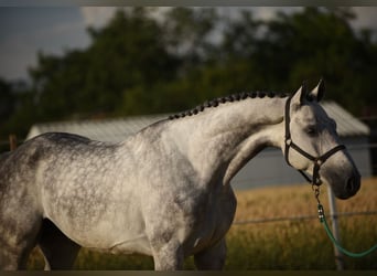 Koń oldenburski, Wałach, 5 lat, 171 cm, Siwa