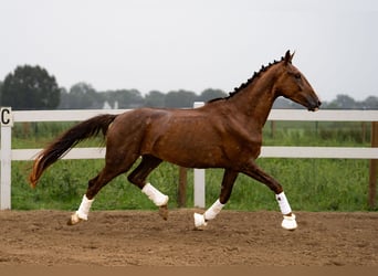 Koń oldenburski, Wałach, 5 lat, 175 cm, Ciemnokasztanowata