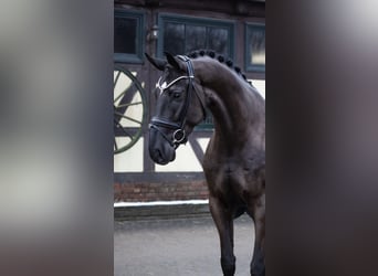 Koń oldenburski, Wałach, 5 lat, 175 cm, Kara