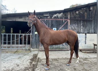 Koń oldenburski, Wałach, 5 lat, 175 cm, Kasztanowata