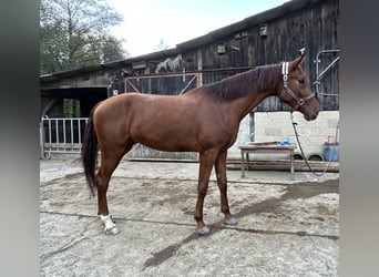 Koń oldenburski, Wałach, 5 lat, 175 cm, Kasztanowata