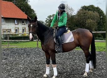 Koń oldenburski, Wałach, 5 lat, 175 cm