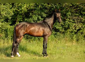 Koń oldenburski, Wałach, 5 lat, 176 cm, Gniada