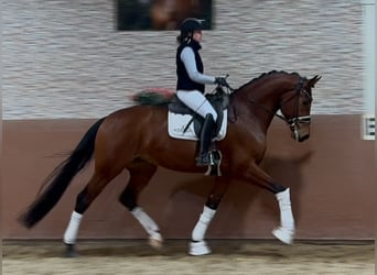 Koń oldenburski, Wałach, 5 lat, 176 cm, Gniada