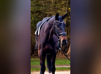 Koń oldenburski, Wałach, 5 lat, 178 cm, Gniada