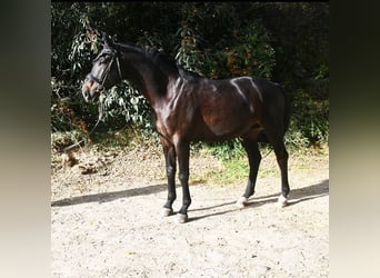 Koń oldenburski, Wałach, 5 lat, 180 cm, Ciemnokasztanowata