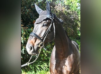 Koń oldenburski, Wałach, 5 lat, 180 cm, Ciemnokasztanowata