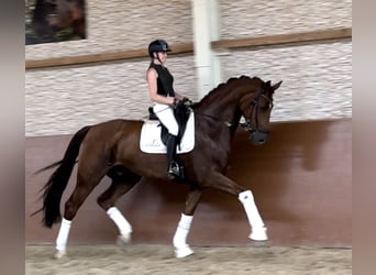 Koń oldenburski, Wałach, 5 lat, 180 cm, Ciemnokasztanowata