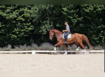 Koń oldenburski, Wałach, 5 lat, 180 cm, Kasztanowata