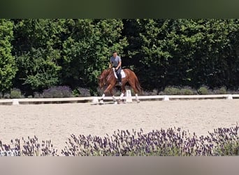 Koń oldenburski, Wałach, 5 lat, 180 cm, Kasztanowata