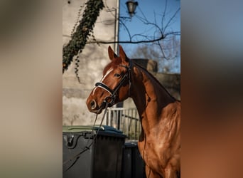 Koń oldenburski, Wałach, 5 lat, 180 cm, Kasztanowata