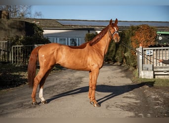 Koń oldenburski, Wałach, 5 lat, 180 cm, Kasztanowata