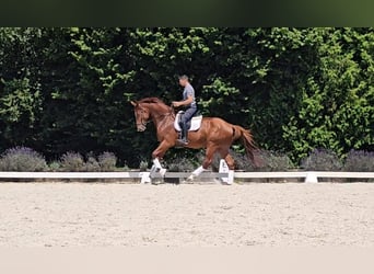 Koń oldenburski, Wałach, 5 lat, 180 cm, Kasztanowata