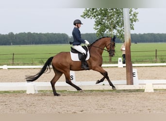 Koń oldenburski, Wałach, 6 lat, 165 cm, Gniada