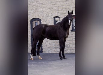 Koń oldenburski, Wałach, 6 lat, 165 cm, Kara