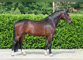 Koń oldenburski, Wałach, 6 lat, 167 cm, Ciemnogniada