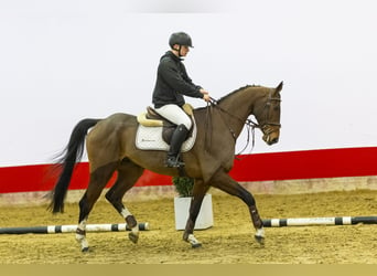 Koń oldenburski, Wałach, 6 lat, 167 cm, Gniada