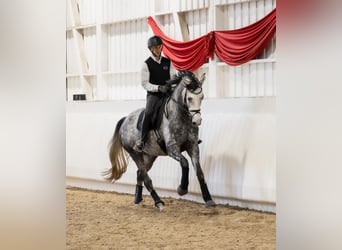 Koń oldenburski, Wałach, 6 lat, 169 cm, Ciemnokasztanowata