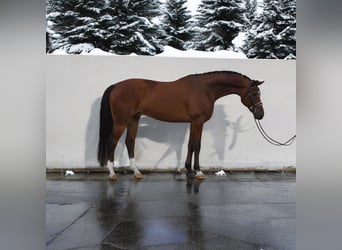 Koń oldenburski, Wałach, 6 lat, 169 cm, Gniada