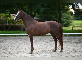 Koń oldenburski, Wałach, 6 lat, 169 cm, Kasztanowata