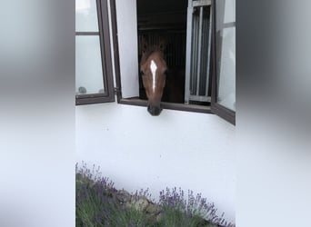 Koń oldenburski, Wałach, 6 lat, 170 cm, Ciemnokasztanowata
