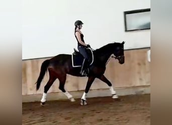 Koń oldenburski, Wałach, 6 lat, 170 cm, Gniada