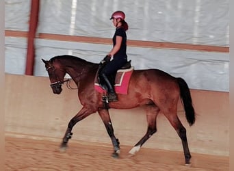 Koń oldenburski, Wałach, 6 lat, 170 cm, Gniada