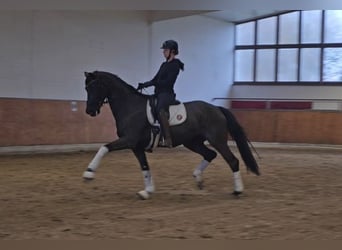Koń oldenburski, Wałach, 6 lat, 170 cm, Kara