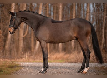 Koń oldenburski, Wałach, 6 lat, 171 cm