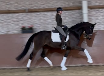 Koń oldenburski, Wałach, 6 lat, 171 cm