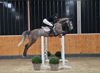 Koń oldenburski, Wałach, 6 lat, 172 cm, Siwa