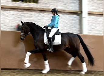 Koń oldenburski, Wałach, 6 lat, 173 cm, Ciemnogniada