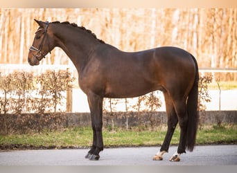 Koń oldenburski, Wałach, 6 lat, 173 cm, Ciemnogniada