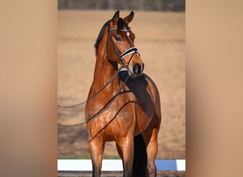 Koń oldenburski, Wałach, 6 lat, 174 cm, Gniada