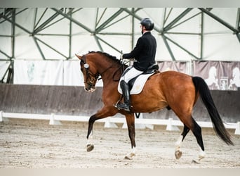 Koń oldenburski, Wałach, 6 lat, 175 cm, Gniada