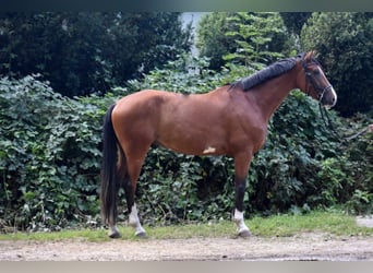 Koń oldenburski, Wałach, 6 lat, 175 cm, Gniada