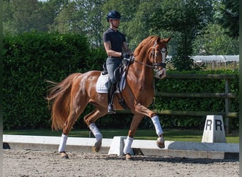 Koń oldenburski, Wałach, 6 lat, 177 cm, Ciemnokasztanowata