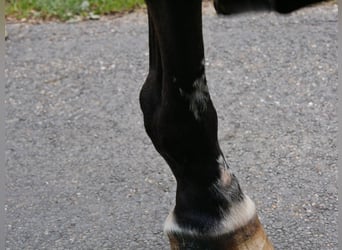 Koń oldenburski, Wałach, 7 lat, 164 cm