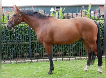 Koń oldenburski, Wałach, 7 lat, 164 cm