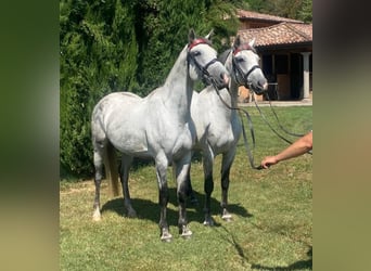 Koń oldenburski Mix, Wałach, 7 lat, 164 cm, Siwa