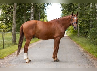 Koń oldenburski, Wałach, 7 lat, 167 cm, Kasztanowata