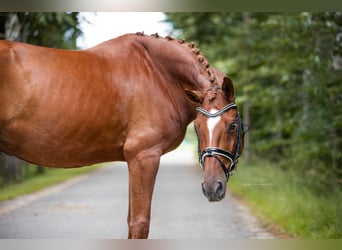 Koń oldenburski, Wałach, 7 lat, 167 cm, Kasztanowata